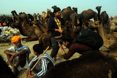 Camel Fair at Puskar 2013