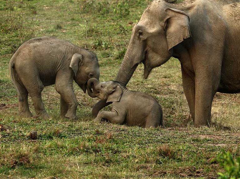 Wildlife Photography Courses Kolkata India Classes On Wildlife Landscape Photography